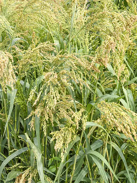 487203 - Common millet (Panicum miliaceum 'Alba')