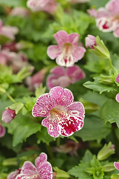 484098 - Common monkey flower (Mimulus guttatus 'Magic Mix')