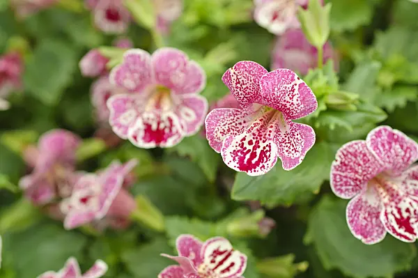 484099 - Common monkey flower (Mimulus guttatus 'Magic Mix')