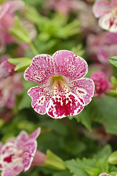484100 - Common monkey flower (Mimulus guttatus 'Magic Mix')