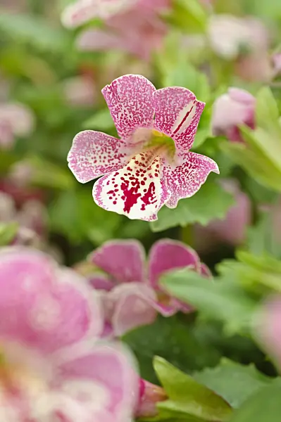 484102 - Common monkey flower (Mimulus guttatus 'Magic Mix')