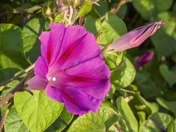 415038 - Common morning glory (Ipomoea purpurea)