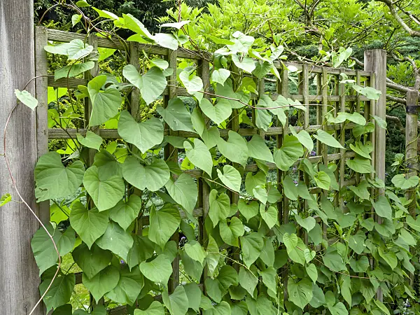462167 - Common morning glory (Ipomoea purpurea)