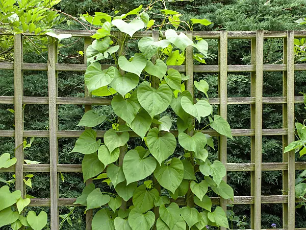 462168 - Common morning glory (Ipomoea purpurea)