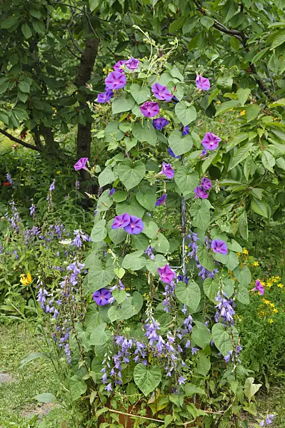474119 - Common morning glory (Ipomoea purpurea)