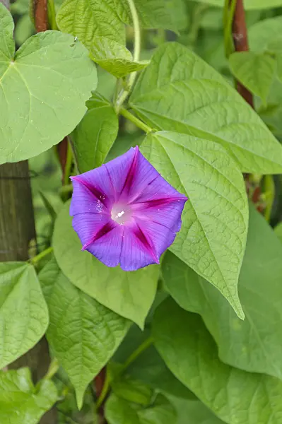 474123 - Common morning glory (Ipomoea purpurea)