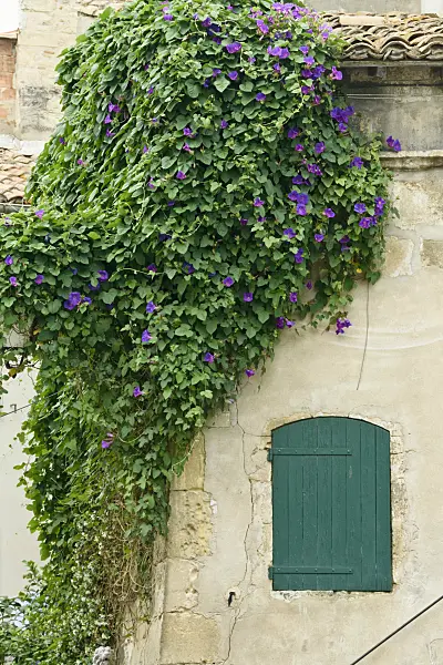 557111 - Common morning glory (Ipomoea purpurea)