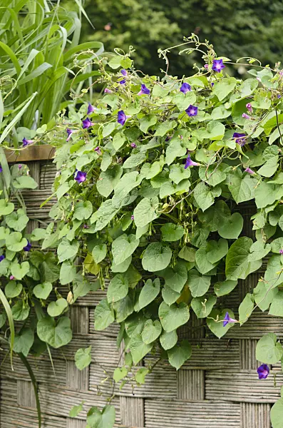 572065 - Common morning glory (Ipomoea purpurea)