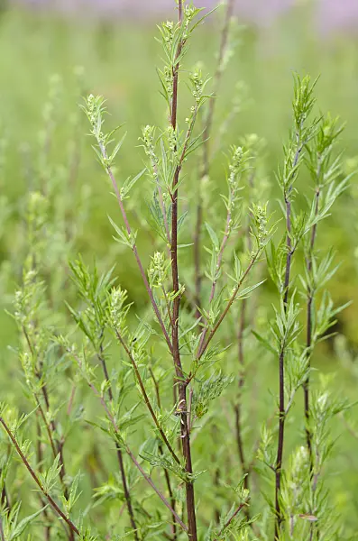 534204 - Common mugwort (Artemisia vulgaris)