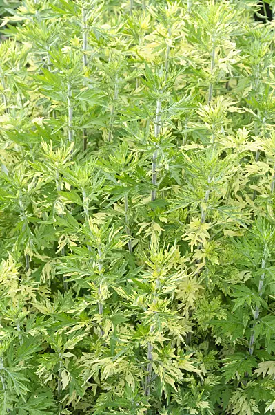 485008 - Common mugwort (Artemisia vulgaris 'Oriental Limelight')