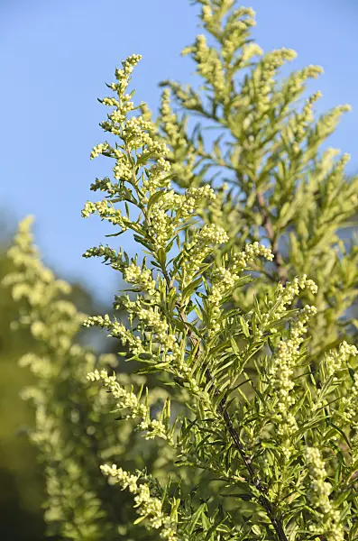 501003 - Common mugwort (Artemisia vulgaris 'Oriental Limelight')