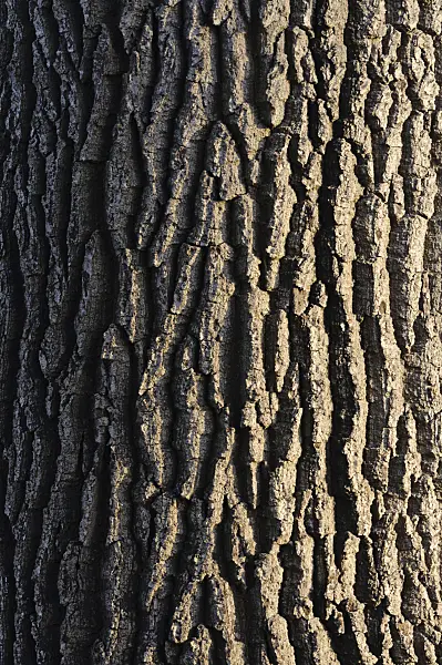 479004 - Common oak (Quercus robur)