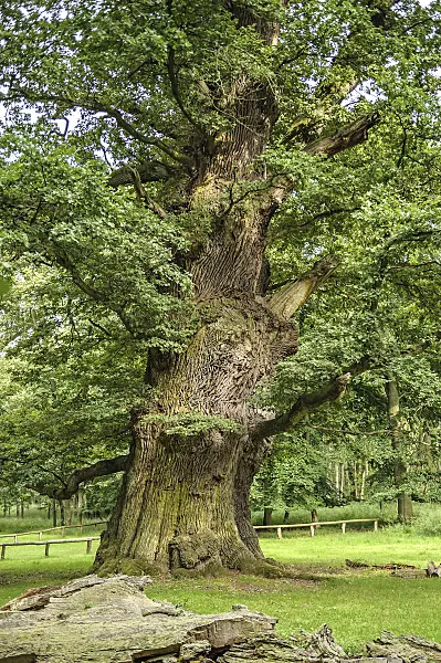 547268 - Common oak (Quercus robur)