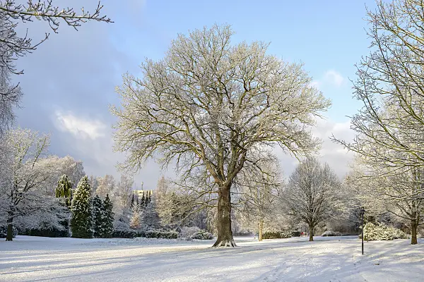 575305 - Common oak (Quercus robur)