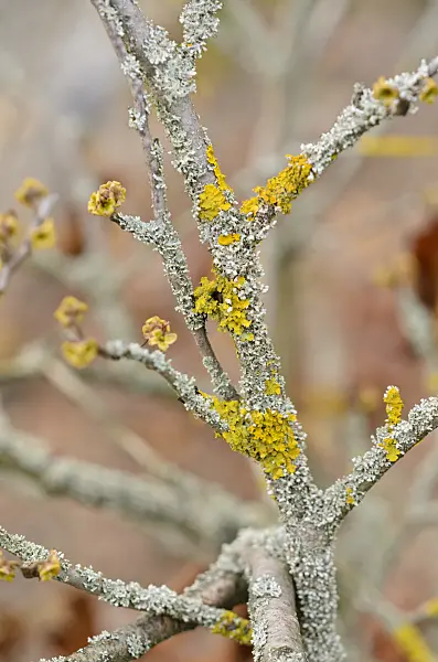 526028 - Common orange lichen (Xanthoria parietina)