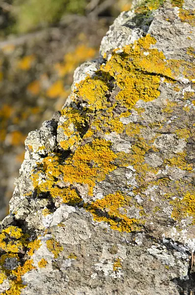 564154 - Common orange lichen (Xanthoria parietina)