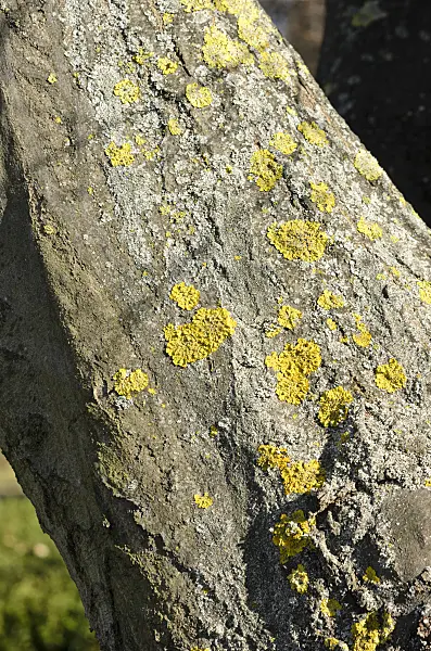 529106 - Common orange lichen (Xanthoria parietina) and common hornbeam (Carpinus betulus)