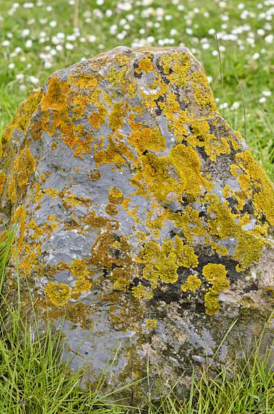 533388 - Common orange lichen (Xanthoria parietina) on a stone
