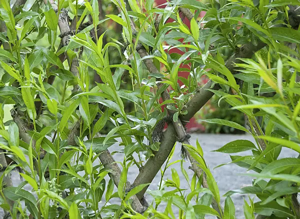 490174 - Common osier (Salix viminalis)