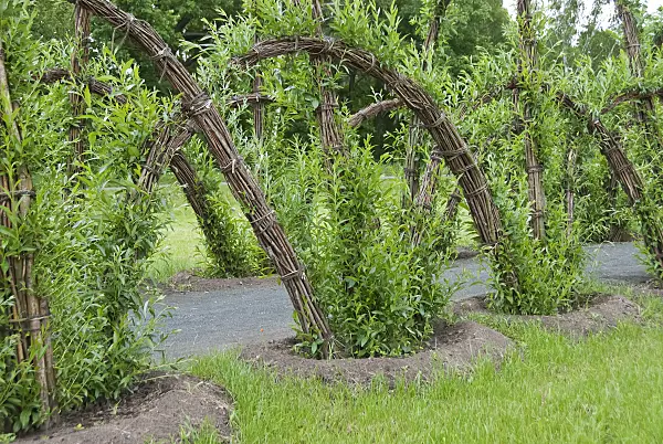 490173 - Common osier (Salix viminalis) with tied bows over a path in a park