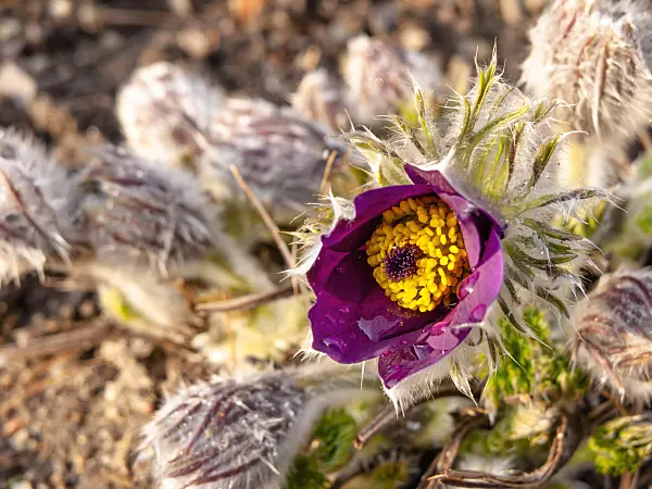 436209 - Common pasque flower (Pulsatilla vulgaris)