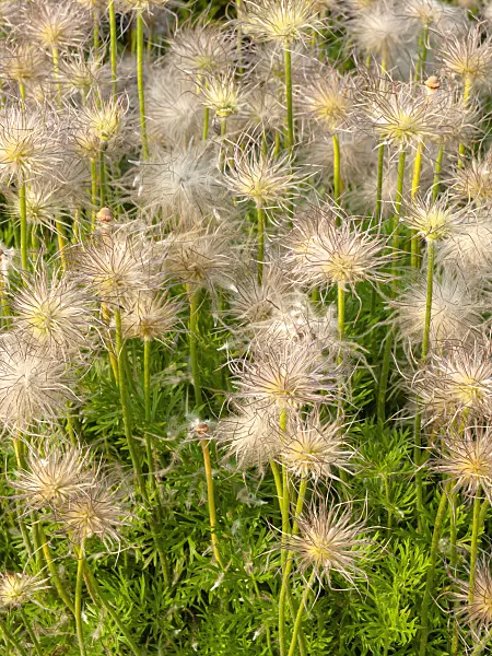 448111 - Common pasque flower (Pulsatilla vulgaris)