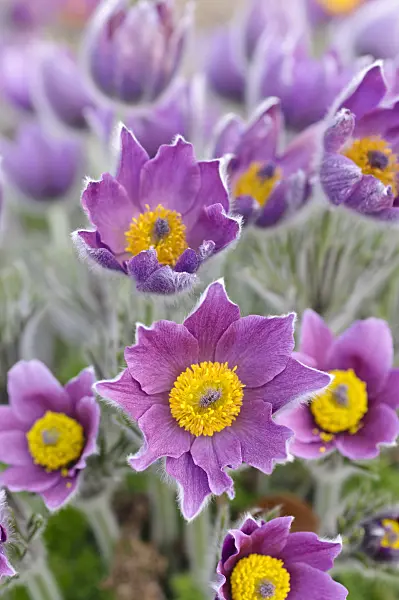 471059 - Common pasque flower (Pulsatilla vulgaris)