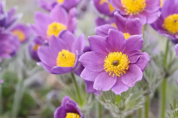 471060 - Common pasque flower (Pulsatilla vulgaris)