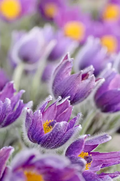 471061 - Common pasque flower (Pulsatilla vulgaris)