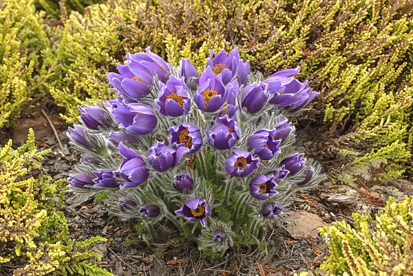 517470 - Common pasque flower (Pulsatilla vulgaris)