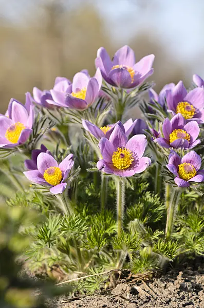 519100 - Common pasque flower (Pulsatilla vulgaris)