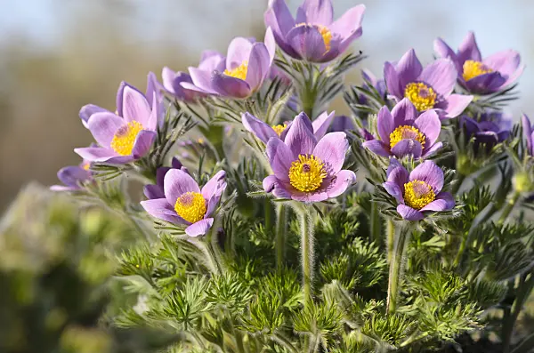 519101 - Common pasque flower (Pulsatilla vulgaris)