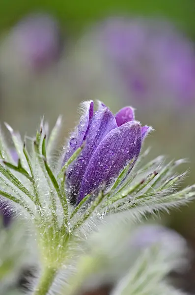 519153 - Common pasque flower (Pulsatilla vulgaris)