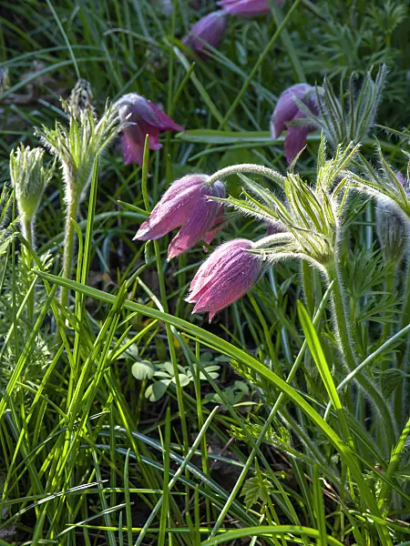 437106 - Common pasque flower (Pulsatilla vulgaris 'Rote Glocke')