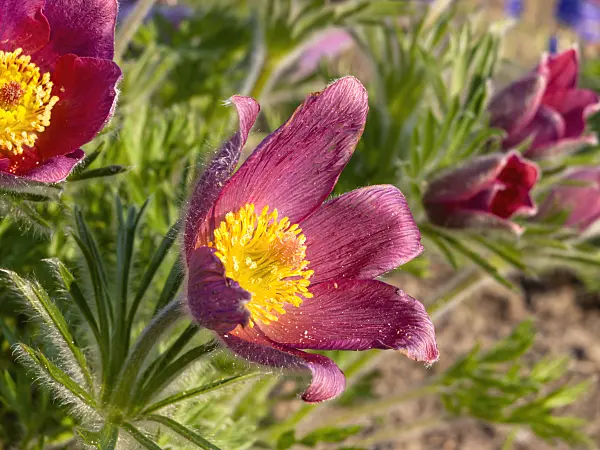 437115 - Common pasque flower (Pulsatilla vulgaris 'Rote Glocke')
