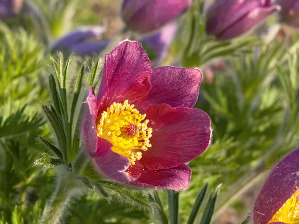 437117 - Common pasque flower (Pulsatilla vulgaris 'Rote Glocke')