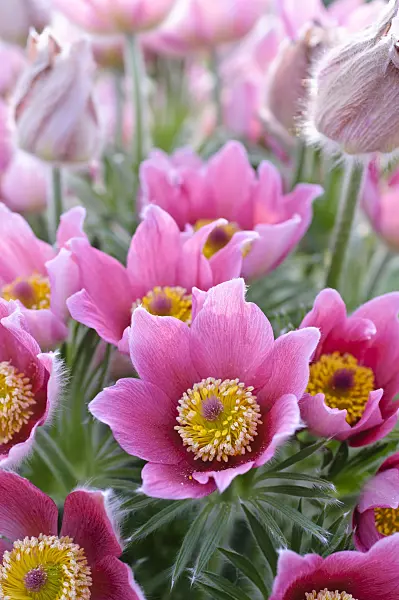 471117 - Common pasque flower (Pulsatilla vulgaris 'Rote Glocke')