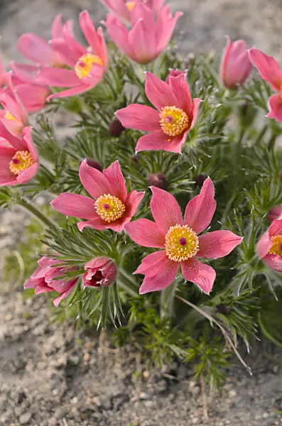 543047 - Common pasque flower (Pulsatilla vulgaris 'Rote Glocke')
