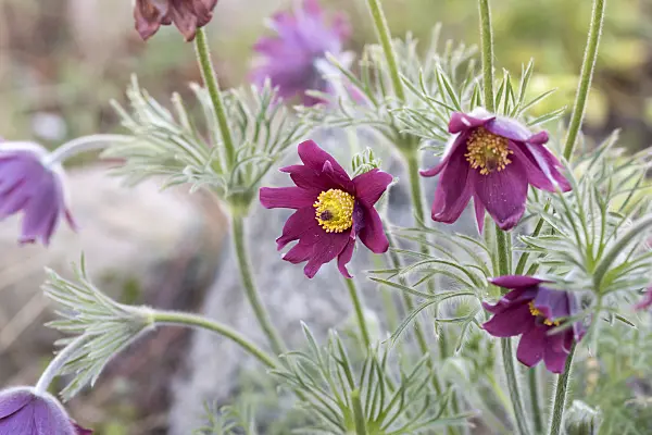 616447 - Common pasque flower (Pulsatilla vulgaris 'Rubra')