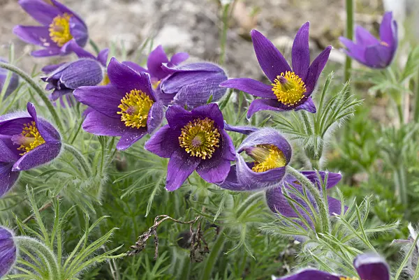 555112 - Common pasque flower (Pulsatilla vulgaris subsp. gotlandica)