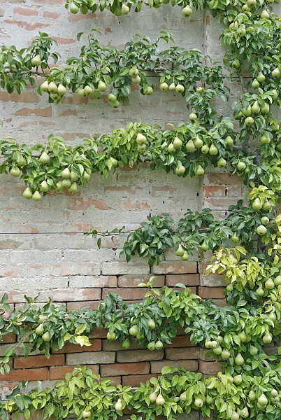 502389 - Common pear (Pyrus communis)