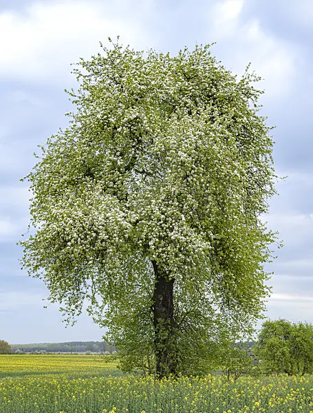 651455 - Common pear (Pyrus communis)