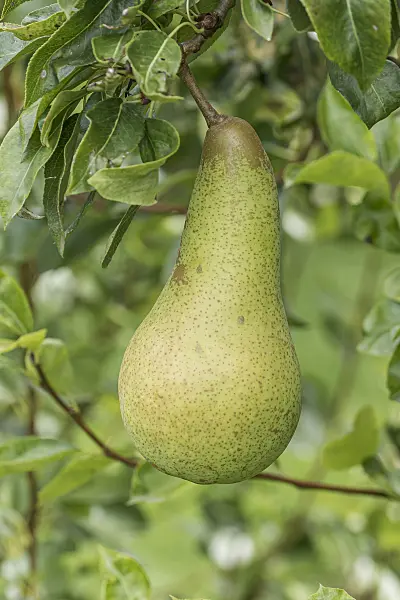616096 - Common pear (Pyrus communis 'Abate Fetel')