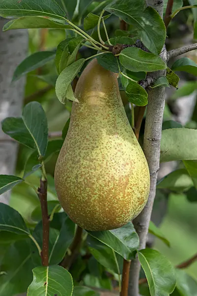675306 - Common pear (Pyrus communis 'Abate Fetel')