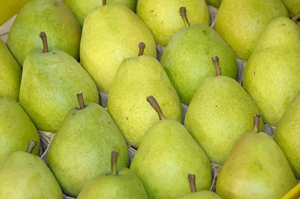 517367 - Common pear (Pyrus communis 'Alexander Lucas')