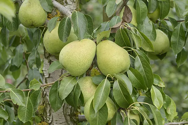 547260 - Common pear (Pyrus communis 'Alexander Lucas')