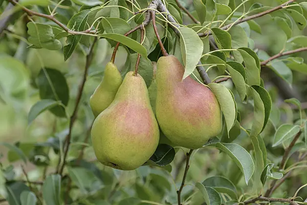 547237 - Common pear (Pyrus communis 'Armida')