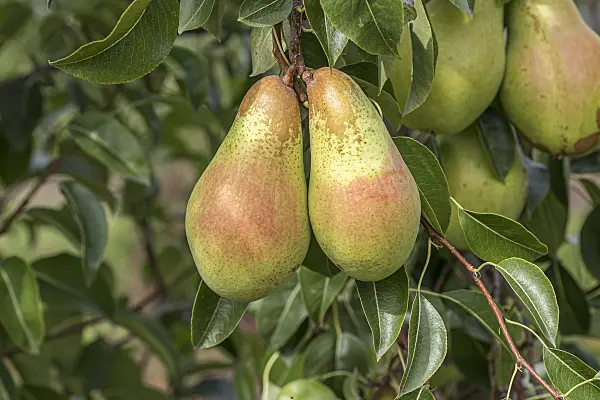 616117 - Common pear (Pyrus communis 'Armida')