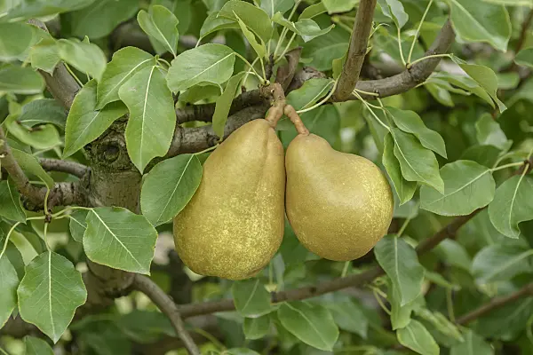 547238 - Common pear (Pyrus communis 'Champirac')