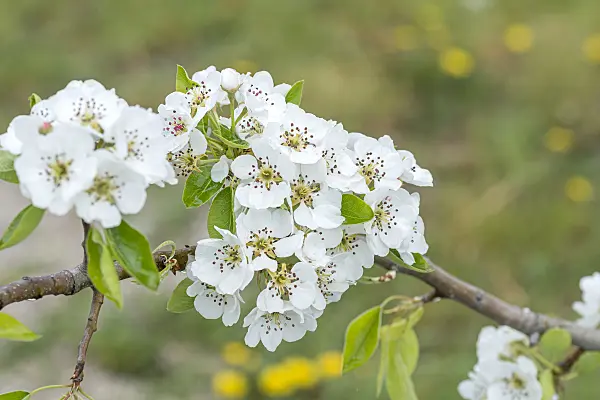 625337 - Common pear (Pyrus communis 'Clapp's Favourite' syn. Pyrus communis 'Clapps Liebling')